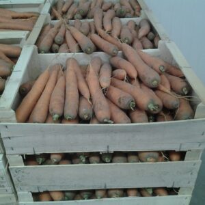 CAROTTE SABLE FRANCE LE KG