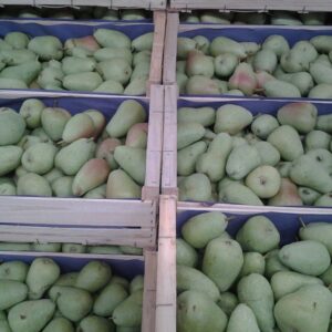 POIRE GUYOT FRANCE LE KG