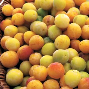 PRUNE MIRABELLE FRANCE DROME LE KG