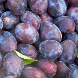 PRUNE QUETCHE FRANCE LE KG